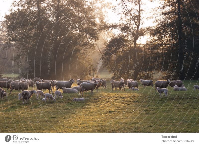 Chamansülz 2011 | get.it.right. Black Forest Sheep Herd Flock Baby animal Pasture To feed Wool Wooly Summer Morning Fog Sunbeam Many Free-range rearing Nature