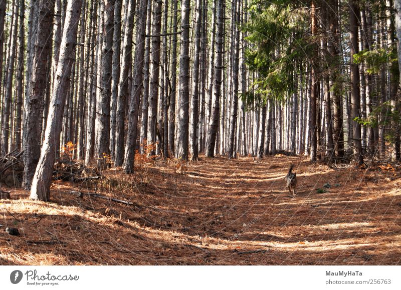 fleeing dog wood sun Nature Plant Animal Sunlight Autumn Beautiful weather Wild plant Park Forest Pet Dog Animal face 1 Adventure Movement Chaos Energy Freedom