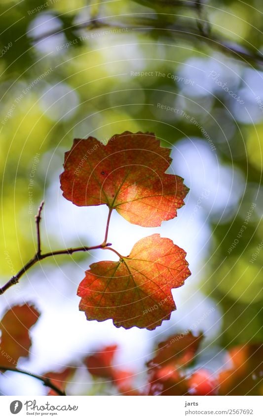 autumnal Nature Sunlight Autumn Beautiful weather Plant Tree Leaf Forest Bright Natural Positive Yellow Green Red Serene Calm Hope Colour photo Multicoloured