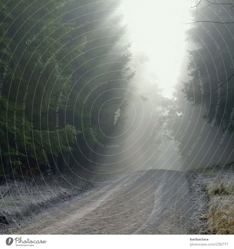 Solar power defeats the fog bank Sunlight Autumn Fog Ice Frost Snow Meadow Forest Footpath Lanes & trails Freeze Illuminate Bright Cold Warmth Gray Green White