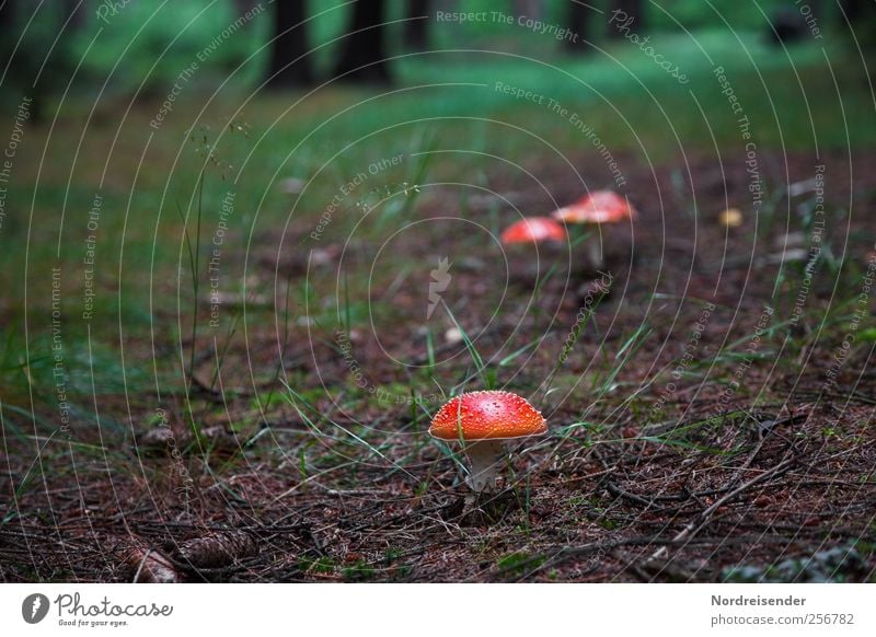 Red hats Trip Hiking Nature Plant Earth Forest Lanes & trails Discover Dark Attentive Loneliness Mushroom Amanita mushroom Poison poisonous mushroom