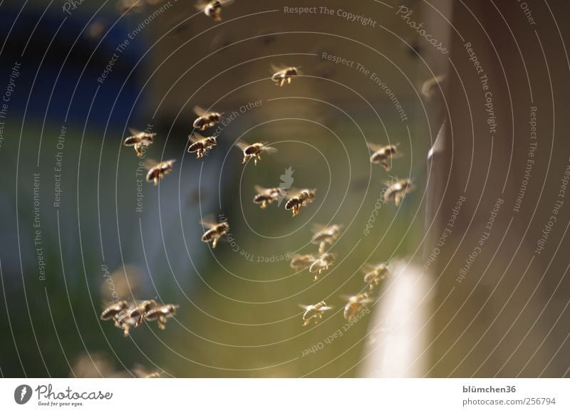 Prepare to land!!! Nature Animal Farm animal Bee Flock Flying Carrying Sweet Spring fever Diligent Disciplined Endurance Teamwork Beehive Honey Honey bee