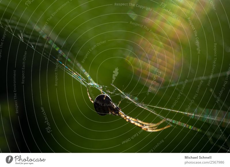 spider in the web Animal Wild animal Spider 1 Catch Hang Athletic Disgust Glittering Natural Contentment Fear Elegant Concentrate Colour photo Multicoloured