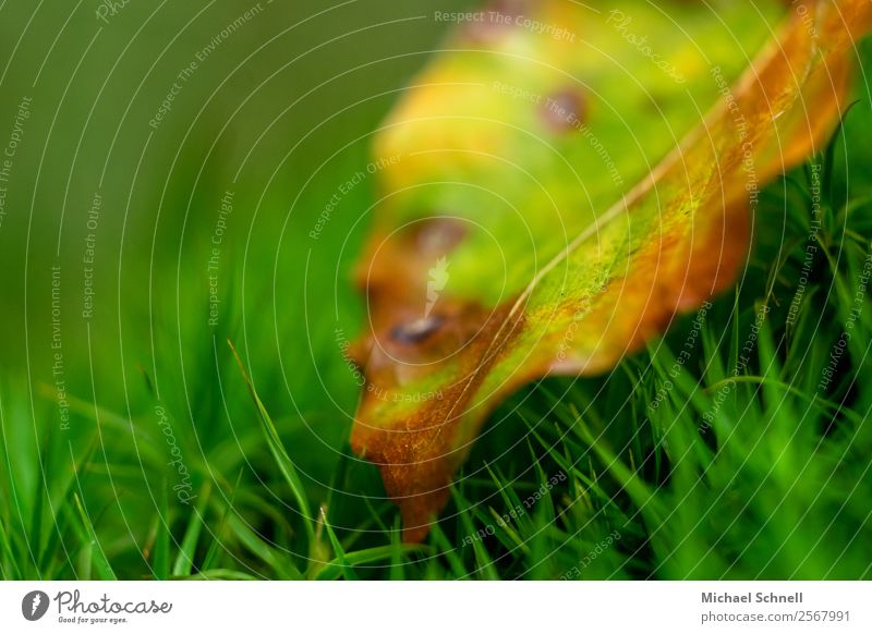 autumn colours Environment Nature Plant Autumn Grass Leaf Meadow Simple Small Natural Brown Yellow Green Death Fatigue Variable Colour Transience