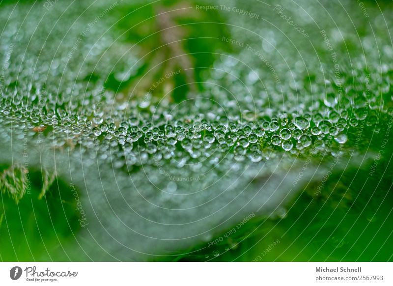 drop net Environment Nature Water Drops of water Fluid Fresh Wet Natural Many Green Together Colour photo Close-up Macro (Extreme close-up) Deserted