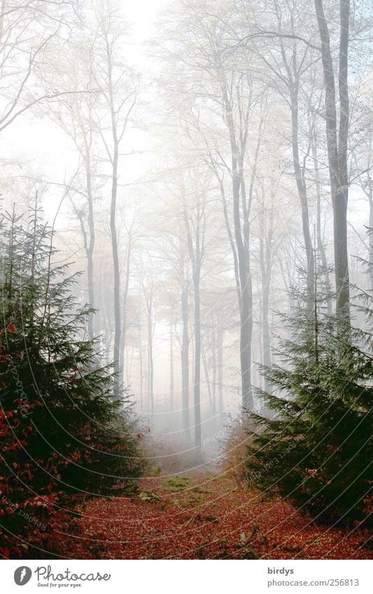 Gate to the fairytale forest Nature Plant Autumn Fog Forest Illuminate Fantastic Friendliness Natural Positive Romance Authentic Dream Esthetic Uniqueness Peace