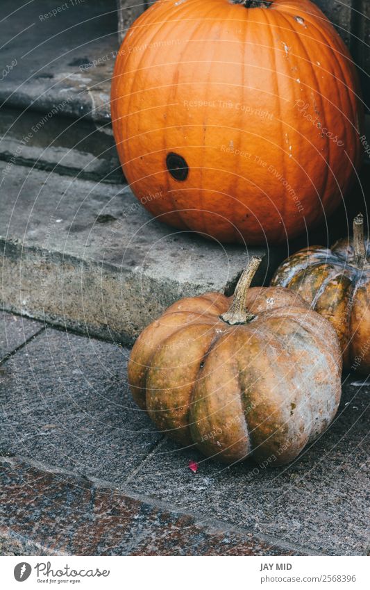 pumpkins at the entrance of the house on the stairs Food Fruit Hallowe'en Christmas & Advent New Year's Eve To fall Emphasis