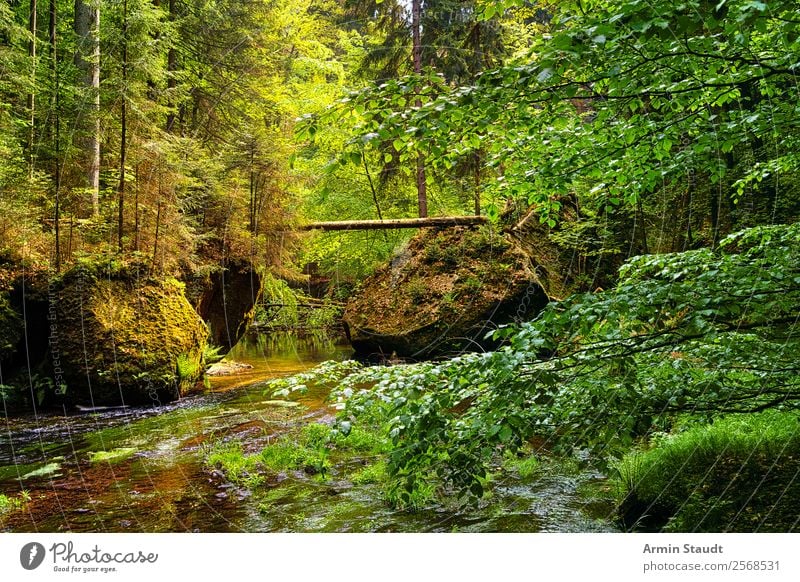 Saxon Switzerland, jungle Lifestyle Harmonious Well-being Contentment Senses Relaxation Calm Environment Nature Landscape Elements Water Spring Summer Forest