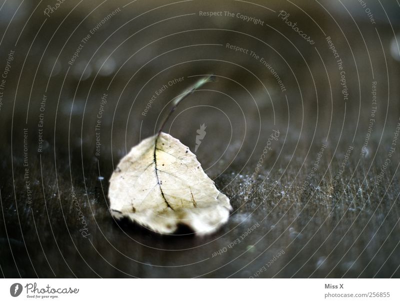 leaf Autumn Leaf Dry Brown Decline Transience Autumn leaves Colour photo Subdued colour Close-up Structures and shapes Deserted Copy Space top