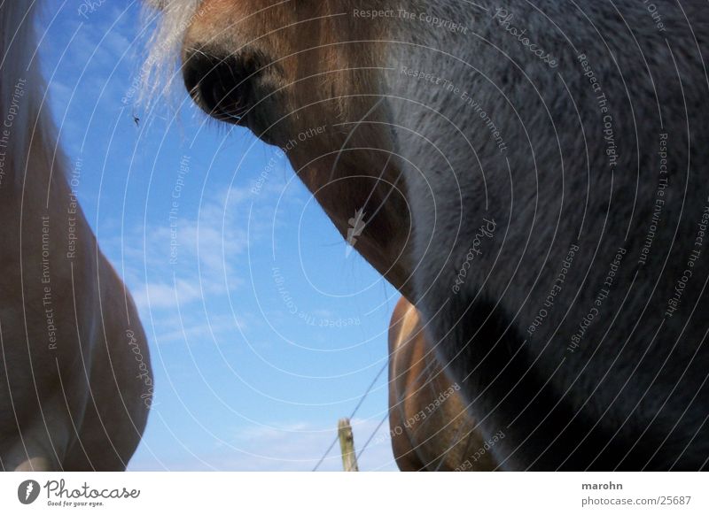 a horse with no name Spontaneous Horse Odor Curiosity Nasal hair Nature Macro (Extreme close-up) Close-up Sky