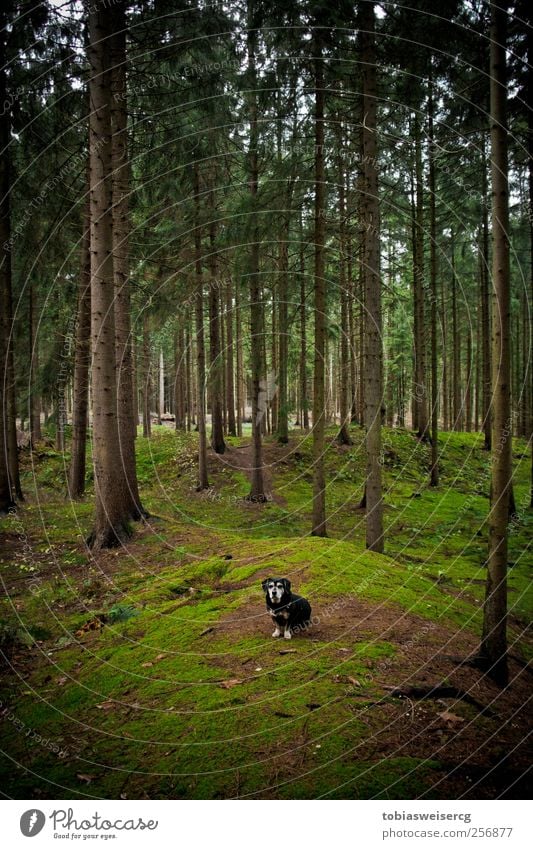 Wanna enter my district?! Nature Landscape Autumn Tree Moss Hill Dog Green Attentive Watchfulness Calm Adventure Colour photo Exterior shot Deserted Day