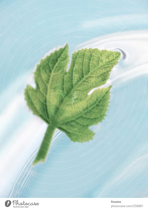 fig leaf Leaf Fig leaf Water Float in the water Movement Blue Green