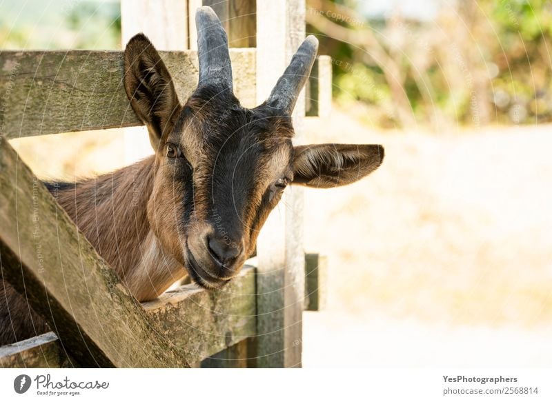 Curious young farm goat Landscape Animal Beautiful weather Farm animal Animal face Goats 1 Friendliness Funny Brown agriculture animals Strange Domestic