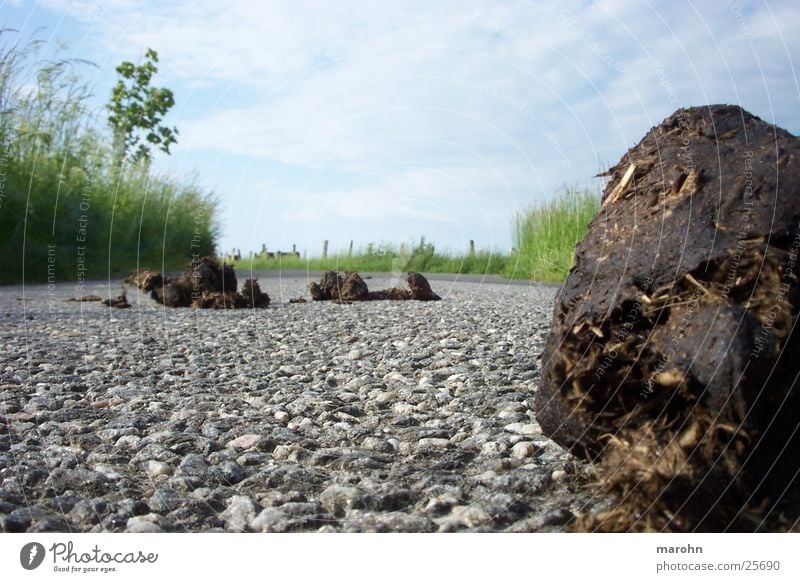 Curly shits the biggest bunch of people. Horse Country road Clouds Manure heap Landscape Nature Apple Graffiti Heap Lanes & trails Feces