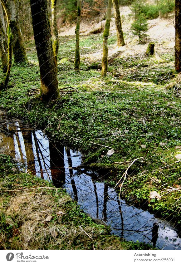 little brook Environment Nature Landscape Plant Earth Air Water Sky Summer Weather Beautiful weather Tree Grass Bushes Moss Leaf Foliage plant Forest Tall Blue