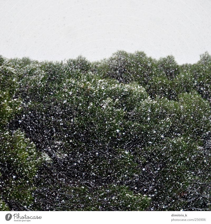 snow storm in a forest Calm Winter Snow Environment Nature Landscape Plant Weather Storm Ice Frost Snowfall Tree Forest Dream Cold White Moody Serene Surrealism