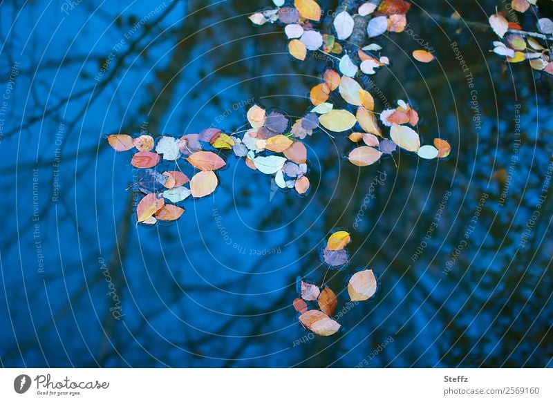 Water reflection from dark blue sky with autumn leaves on the surface Autumn leaves Pond Puddle Reflection in the water Transience transient Autumnal deep blue