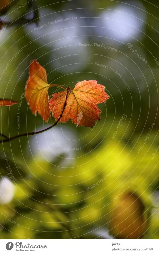 autumn greeting Plant Autumn Beautiful weather Tree Leaf Forest Natural Nature Illuminate Autumnal colours Colour photo Multicoloured Exterior shot Close-up