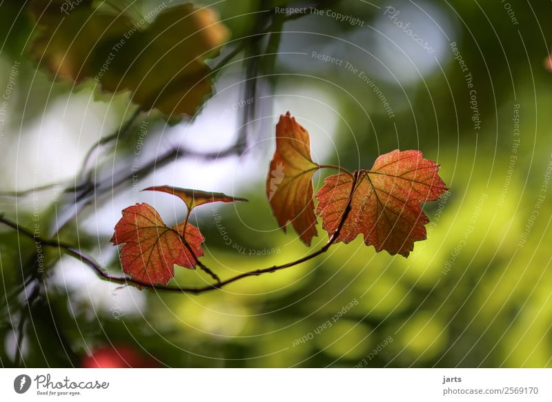 gold leaf Nature Plant Autumn Beautiful weather Tree Leaf Forest Simple Elegant Sustainability Natural Caution Serene Calm Colour photo Multicoloured