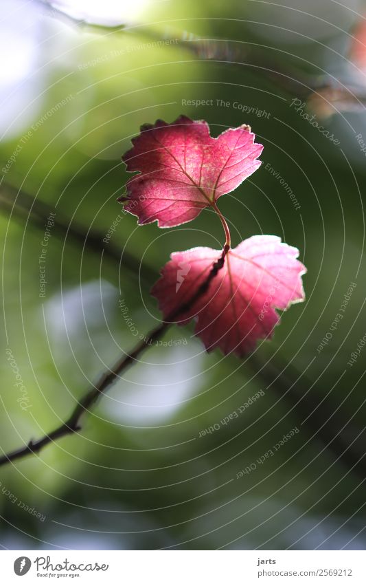 autumn Nature Autumn Beautiful weather Plant Tree Leaf Forest Fresh Bright Natural Positive Green Red Serene Calm Hope Colour photo Multicoloured Close-up