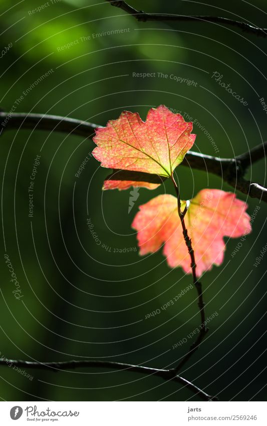 silent Autumn Beautiful weather Plant Tree Leaf Bright Natural Serene Calm Nature Colour photo Multicoloured Exterior shot Close-up Detail Deserted