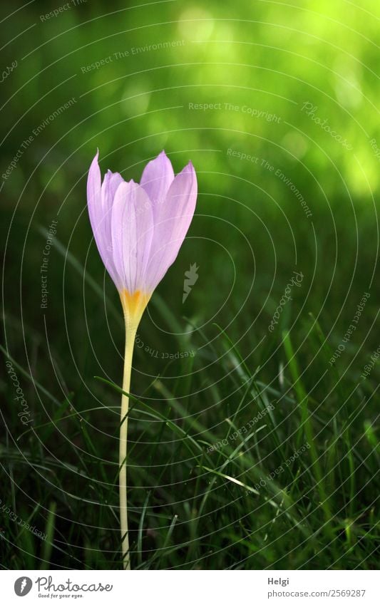 lonely beauty Environment Nature Plant Autumn Beautiful weather Flower Grass Blossom Meadow saffron Park Blossoming Illuminate Stand Growth Esthetic Uniqueness