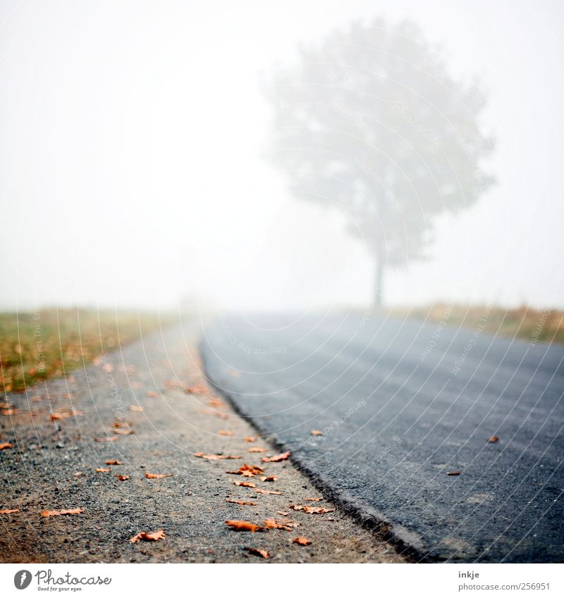 Road to nowhere Environment Nature Sky Autumn Climate Bad weather Fog Tree Leaf Meadow Outskirts Deserted Transport Traffic infrastructure Street Lanes & trails