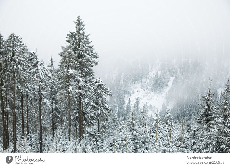 The first snow Senses Relaxation Calm Trip Winter Snow Winter vacation Mountain Nature Landscape Plant Climate Weather Wind Fog Ice Frost Forest Observe