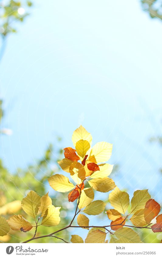 [Chamasülz 2011]...from the middle... Environment Nature Plant Air Sky Cloudless sky Autumn Beautiful weather tree To dry up Warmth Blue Yellow Gold