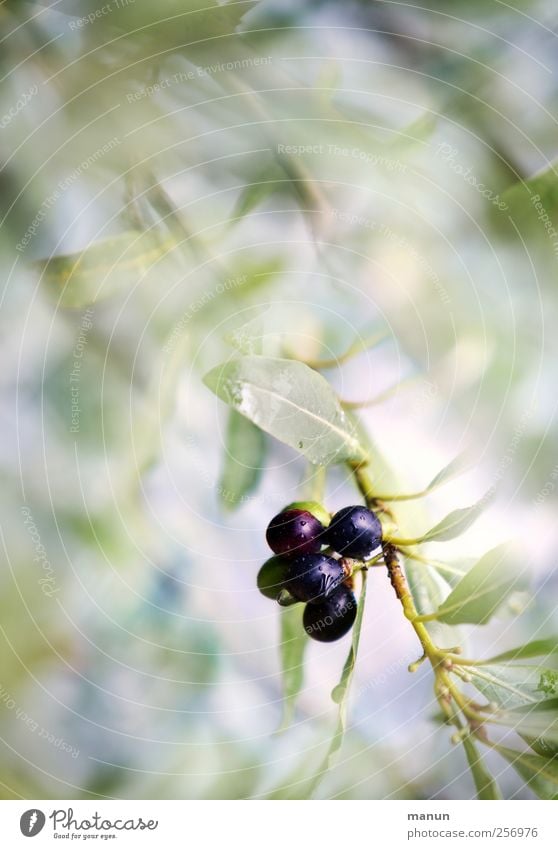 olives Food Fruit Nutrition Organic produce Vegetarian diet Nature Summer Tree Leaf Agricultural crop Twigs and branches Olive tree Olive leaf Mediterranean