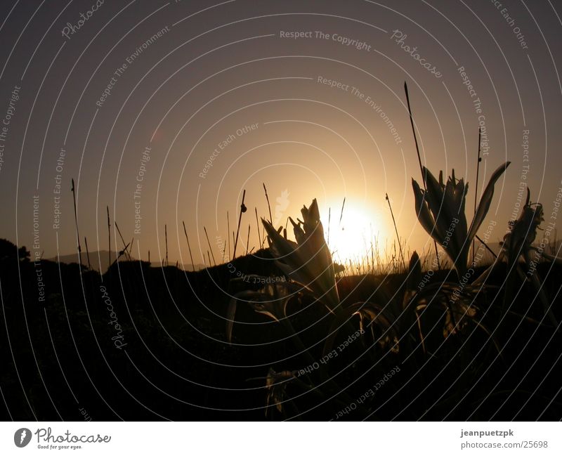 Sardinian sunset 2 Beach Sunset Grass Flower Europe lucia