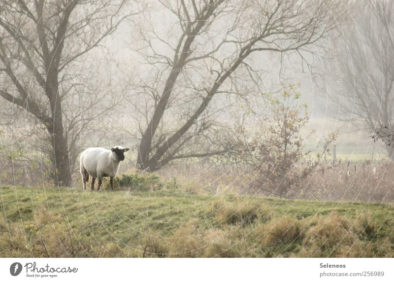 dike walk Environment Nature Landscape Plant Animal Weather Fog Tree Grass Meadow Forest Hill Farm animal Sheep 1 Cuddly Colour photo Exterior shot Deserted Day