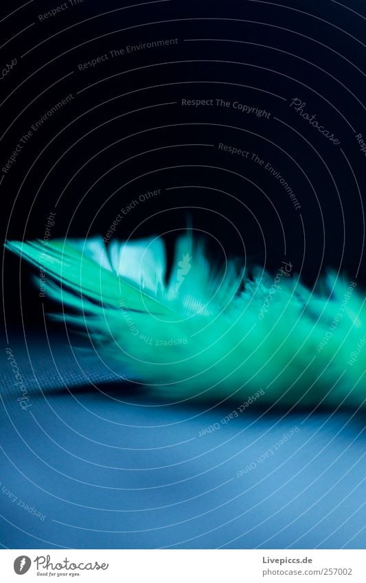 nib Animal Feather Flying Blue Green Black Colour photo Interior shot Macro (Extreme close-up) Deserted Light Shadow