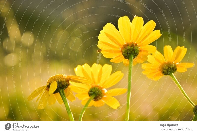 towards the sun Environment Nature Sun Sunlight Summer Beautiful weather Warmth Flower Wild plant Chrysanthemum Daisy Family Garden Bed (Horticulture) Park