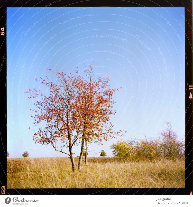 Hanover Environment Nature Landscape Plant Cloudless sky Autumn Tree Grass Park Meadow Growth Natural Leaf Delicate Colour photo Exterior shot Deserted