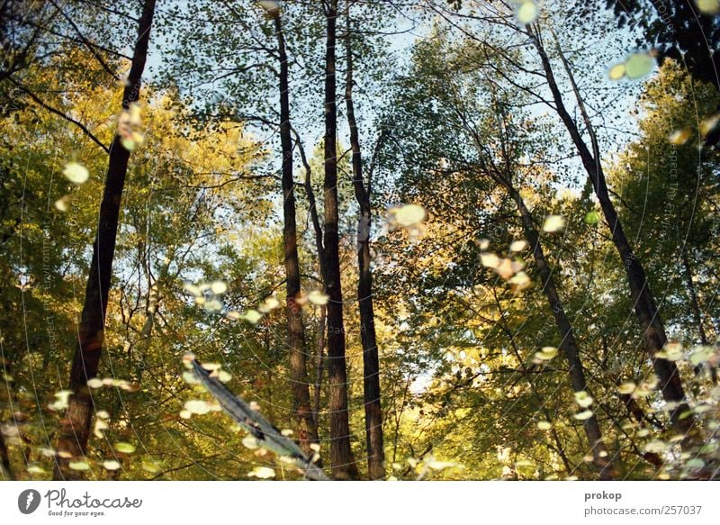 Autumn III Environment Nature Landscape Plant Water Sky Weather Beautiful weather Tree Forest Pond Lake Emotions Joie de vivre (Vitality) Relaxation Mysterious