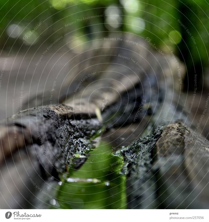 green mirroring Environment Nature Landscape Water Forest Gray Green Puddle Wood Wet Tree trunk Colour photo Exterior shot Copy Space top Day Reflection