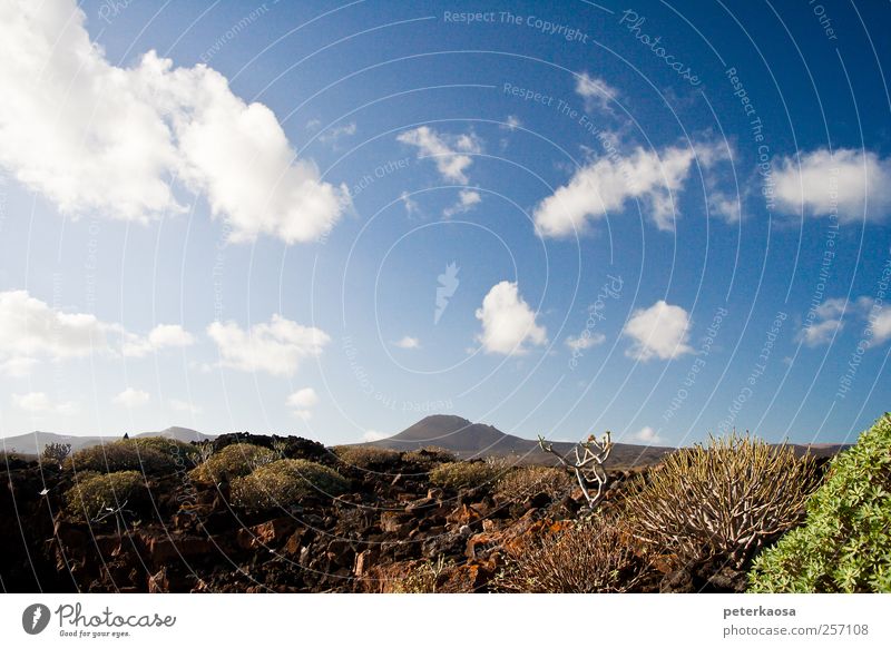 Volcano Island Lanzarote Environment Nature Landscape Plant Elements Earth Sky Clouds Horizon Sunlight Beautiful weather Bushes Hill Rock Mountain Volcanic