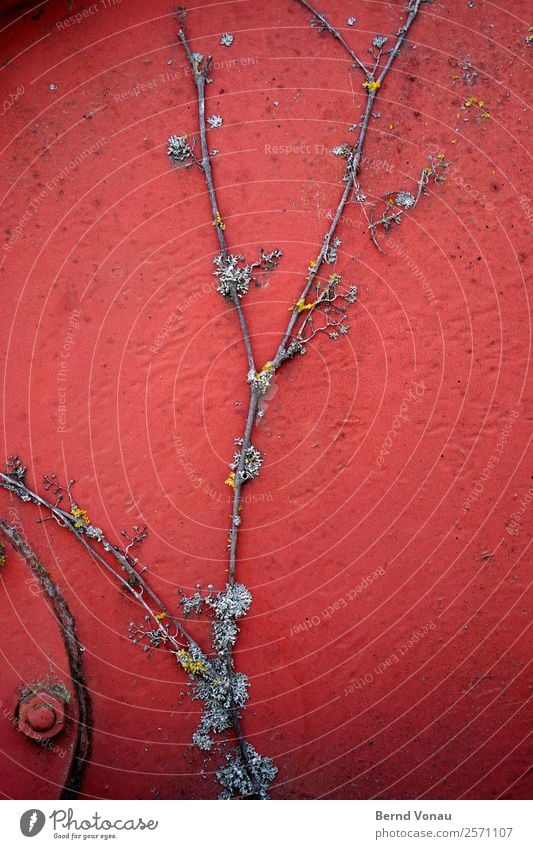 plant Means of transport Authentic Red Plant Creeper Metal Roll Varnish Tendril Lichen Dry Survive Industry Structures and shapes Rough Sparse Colour photo