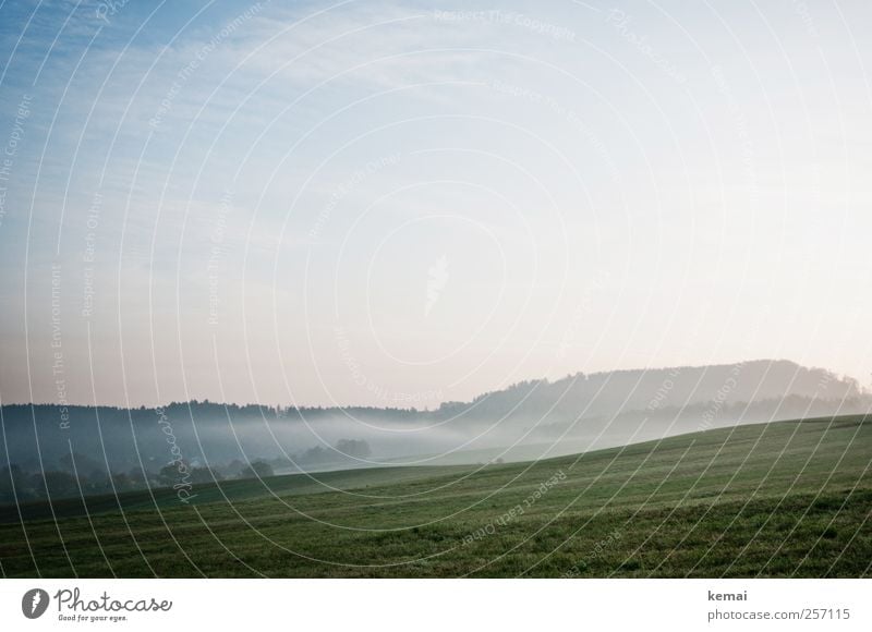 In the morning Environment Nature Landscape Plant Sky Sunlight Autumn Fog Tree Grass Foliage plant Meadow Field Forest Fresh Cold Green Morning fog Go up