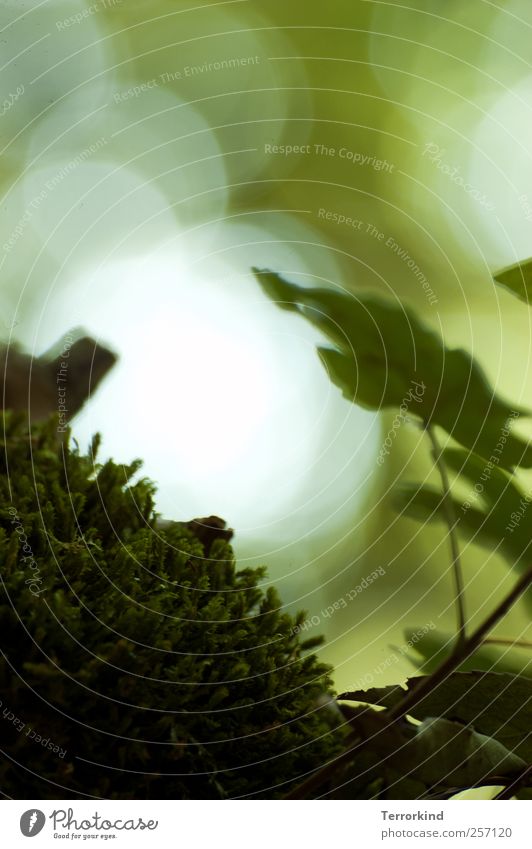 Chamansülz 2011 | clear.as.day. Moss Black Forest Small Macro (Extreme close-up) Leaf Point of light Blur Shallow depth of field Stick Nature Green Calm Soft