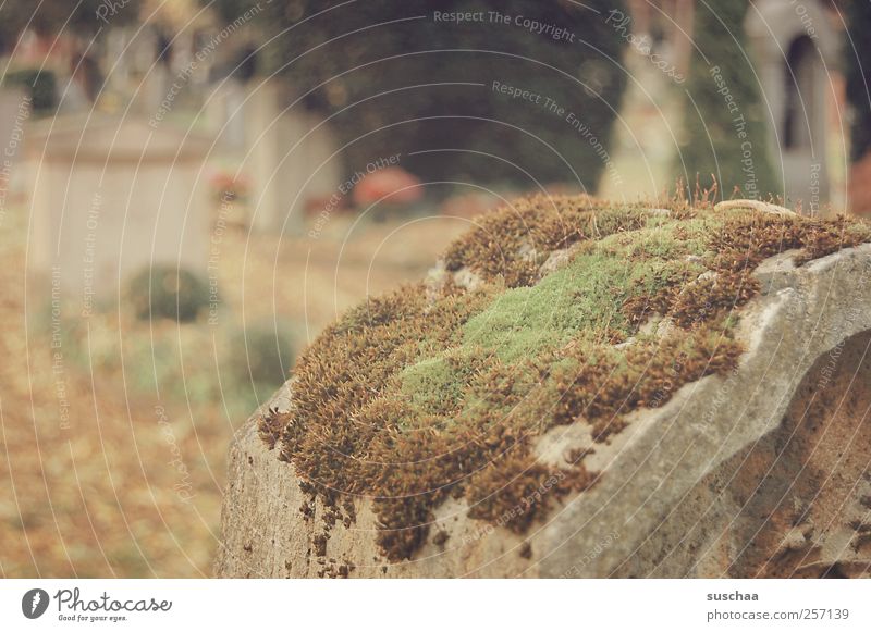 buried dreams ... Environment Autumn Stone Old Sadness Grief Death Past Moss Tombstone Cemetery Goodbye Subdued colour Exterior shot Deserted Copy Space left