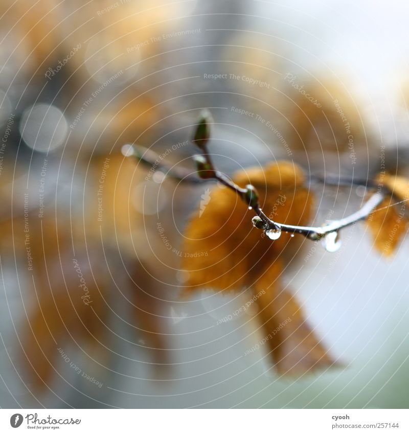 Rain, rain, rain... Nature Plant Water Drops of water Autumn Bad weather Tree Leaf Wet Blue Brown Subdued colour Autumn leaves Damp Sadness Fatigue Hang