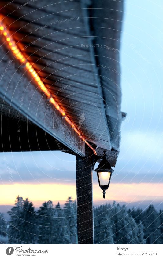 beacons of light Winter Ice Frost Illuminate Horizon Idyll Nature Fairy lights Lantern Roof Terrace Dusk Coniferous forest Cold eaves Sky Clouds Light