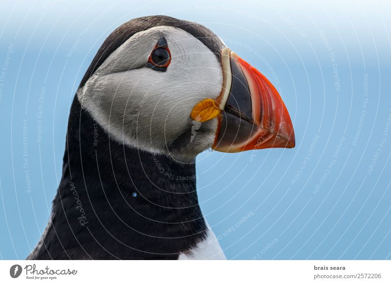 Puffin portrait Vacation & Travel Safari Ornithology Biology Environment Nature Animal Earth Coast Scotland Wild animal Bird 1 Free Maritime Beautiful Red