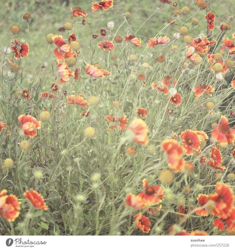 Merry Christmas! Merry Christmas! Environment Nature Plant Spring Summer Grass Garden Meadow Blossoming Fragrance Fresh Green Red Spring fever Flower blossoms