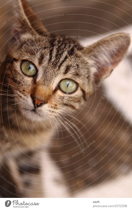 kid cat Animal Pet Cat Animal face 1 Baby animal Cute Brown Kitten Subdued colour Exterior shot Deserted Copy Space bottom Day Bird's-eye view Animal portrait