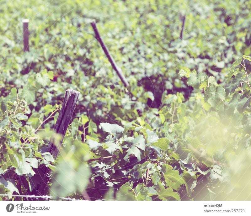 Vine festival. Environment Landscape Plant Climate Beautiful weather Esthetic Vineyard Bunch of grapes Grape harvest Wine growing Winery Slope Agriculture