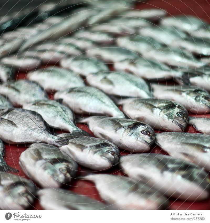 feeding the five thousand Food Fish Organic produce Animal Dead animal Flock Lie Presentation Fish market Fishing festival Side by side Row Colour photo