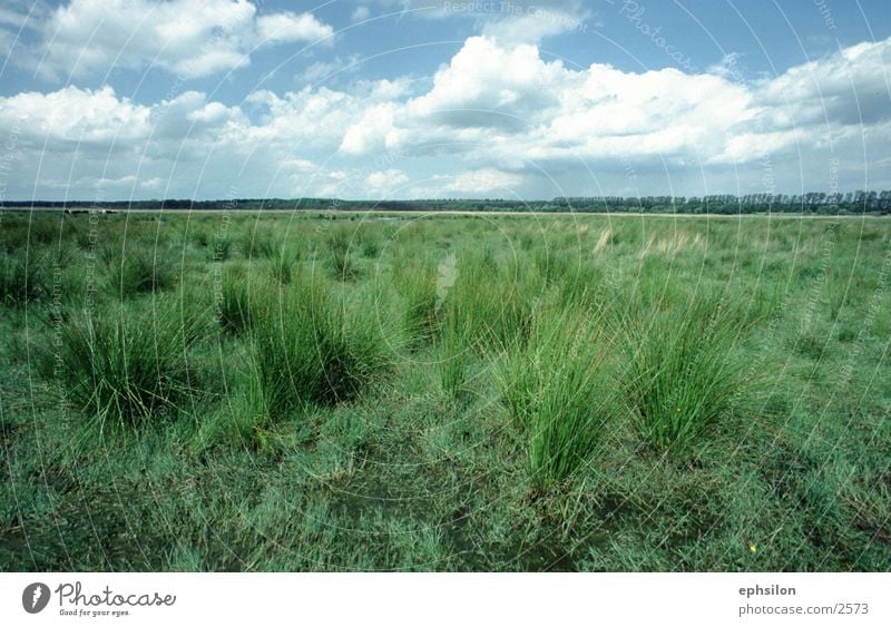 meadow Meadow Grass Nature